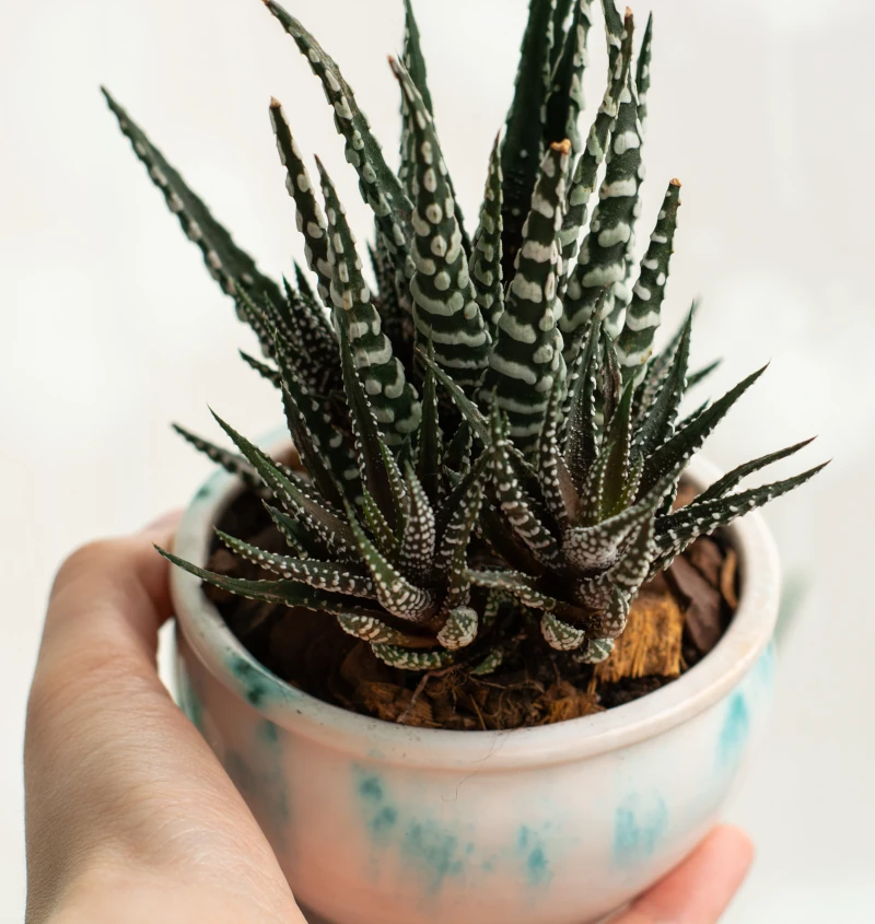 a photo of a small cactus on a plant